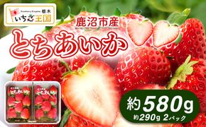 【先行予約】出会いの森いちご園 とちあいか （290g×2パック） | いちご イチゴ 苺 栃木県 果物 くだもの フルーツ とちあいか 新鮮 贈答 ギフト デザート スイーツ ※離島への配送不可 ※2026年12月上旬頃から2027年3月下旬頃に順次発送予定