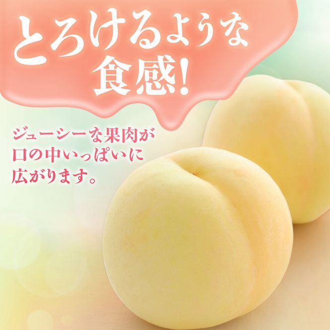 【2026年先行受付】 白桃 特秀 ロイヤル 中玉 約1.5kg(5～7玉)岡山県産 桃 もも モモ 御中元 ギフト 御礼 プレゼント 御礼 御祝 御供 果物 くだもの フルーツ