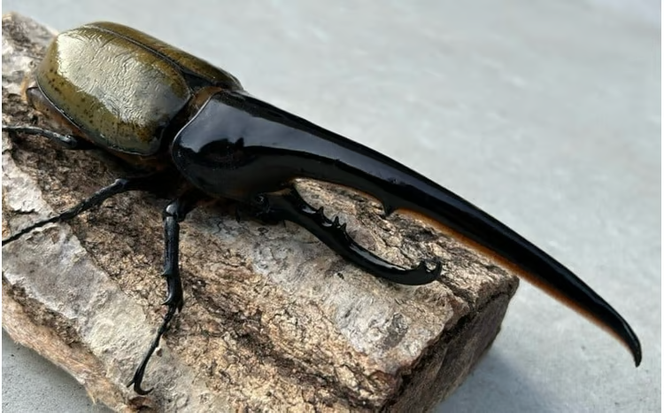 ヘラクレスオオカブト 成虫ペア オス（150mm台）メス（60mm以上） / ヘラクレス カブトムシ 昆虫 真庭市 生体 飼育 生き物 生物 岡山県【hrkrs001-01】