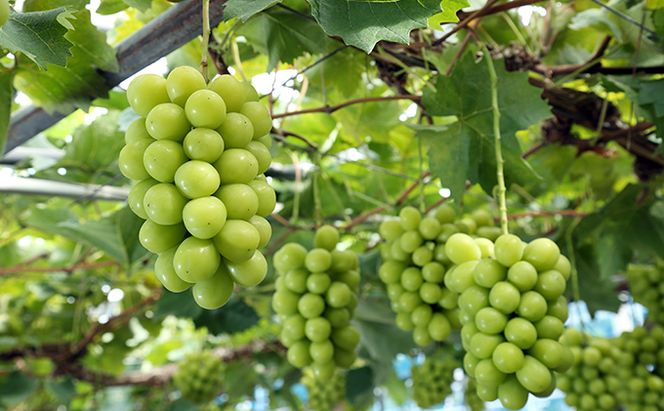 桃 ぶどう 2026年 先行予約 果物 味比べ三昧  岡山 白桃 2玉 等級：ロイヤル（1玉260g以上） シャイン マスカット 晴王 1房 580g以上 詰合せ 