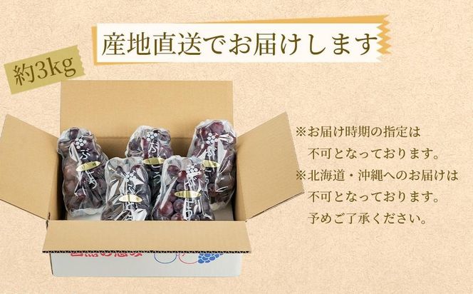 農園直送 朝採り 濃厚 巨峰 約3kg 【先行予約】 AO059