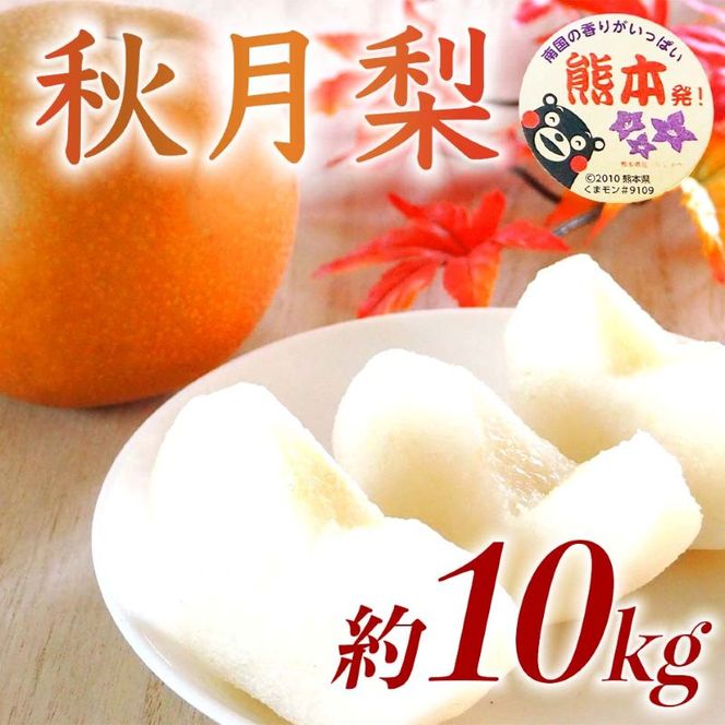 秋月梨 約10kg（12～36玉）【梨 なし 果物 フルーツ デザート 食後 熊本県産】※配送不可：離島