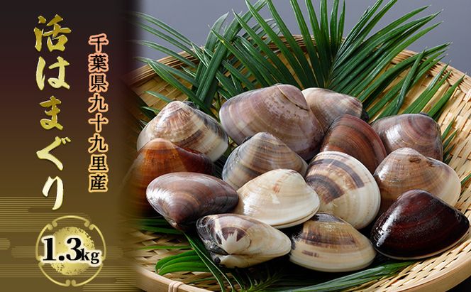 はまぐり 千葉 九十九里産 活はまぐり 1.3kg 貝 海鮮 海産物 海の幸 魚介 魚介類 水産 水産物 はまぐり鍋 バーベキュー BBQ お吸い物 国産 ハマグリ 蛤 産地直送 冷蔵 冷蔵配送 千葉県 九十九里 九十九里町