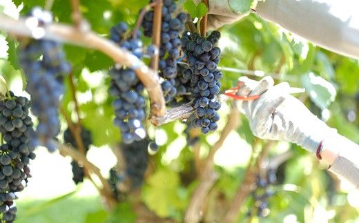 大迫佐藤葡萄園赤ワイン2本セット（ツヴァイゲルト・メルロー） 【649】