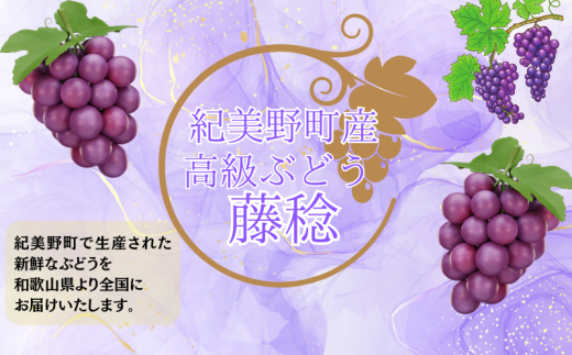  【8月下旬に発送】ジューシーな高級ぶどう 約2kg(3~5房)/ぶどう 藤稔 黒ブドウ 果物 くだもの フルーツ 有機 【kmf004】