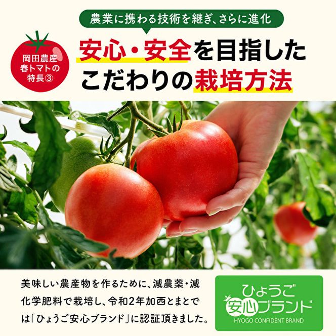 【最盛期お届け】トマト 3kg トマトの一番星 野菜 とまと 完熟 高糖度 甘い 受賞 冷蔵配送