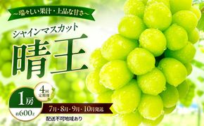 ぶどう 2026年 先行予約 定期便 シャインマスカット 晴王 1房 約600g 7月・8月・9月・10月 4回発送 岡山県産 種無し 皮ごと食べる みずみずしい 甘い 瀬戸内 晴れの国 おかやま 果物大国 満天フルーツ
