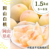2026年先行予約 岡山県産 白桃 岡山白桃1.5kg箱 5～6玉  桃 果物 もも フレッシュ ハレノフルーツ 