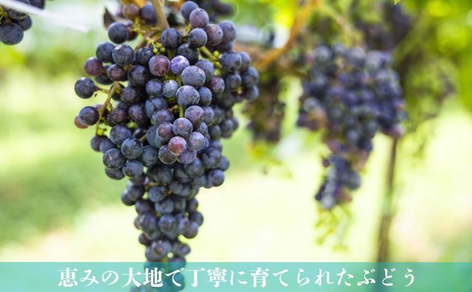 水沢（すいざわ）ワイン 日本有数のかぶせ茶の特産地で生まれた美味しいCUVÉE MOMIJI （キュベ モミジ）アッサンブラージュルージュ (2025) 750ml（限定22本お早めに）【ワイン 国産 Made in Japan 赤ワイン メルロー 辛口 日本ワイン 数量限定 国産ワイン 銘品 贈り物 ギフト プレゼント お祝い 記念日 誕生日 お取り寄せ 三重県 四日市市 ふるさと納税】