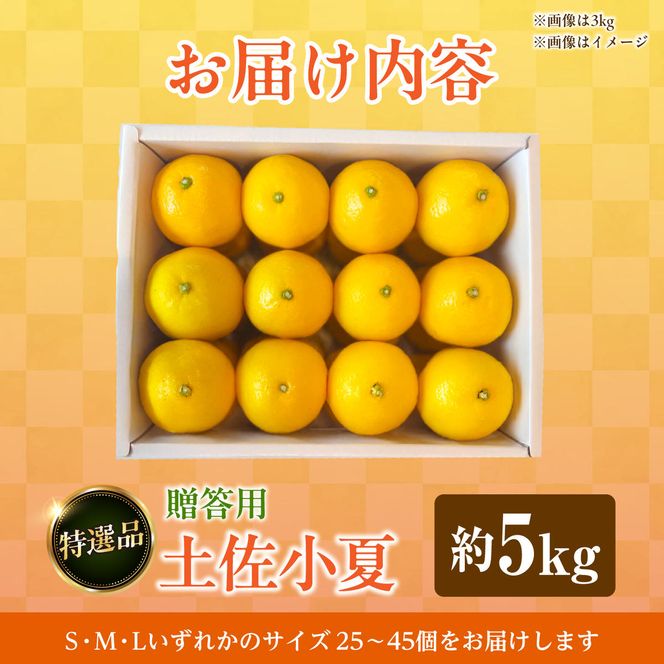 【先行予約】＜果樹園直送＞土佐小夏 特選品贈答用 約5kg 5キロ〈2027年5月下旬～6月下旬頃発送〉  / こなつ 小夏 日向夏 ニューサマーオレンジ 柑橘 かんきつ 柑橘類 フルーツ 果物 くだもの 果実 デザート おやつ【白木果樹園】 [BQAI028]