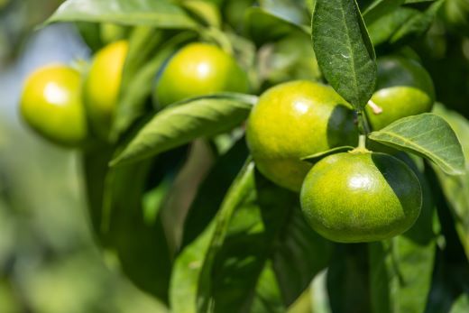 みかん 定期便 4回 土佐乃かなやの家庭用みかん10kg(Lサイズ)×4回 合計40kg - 定期便 数量 国産 早生みかん 極早生みかん グリーンみかん 蜜柑 ミカン 柑橘 果物 Wbe-0124