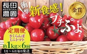 予約受付 個数限定 新食感 トマト さくらんぼトマト ミニトマト ぷちぷよ 約1kg 定期便 6回 野菜ソムリエサミット 金賞 受賞 産地直送 野菜 フルーツ サラダ 濃厚 ツヤツヤ ぷにぷに やわらかい 希少 塩農法 リコピン 長田農園 愛知県 碧南市 送料無料 H004-136
