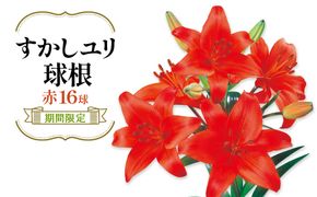 【期間限定】ユリ球根 すかしユリ 赤花16球 送料無料 赤 