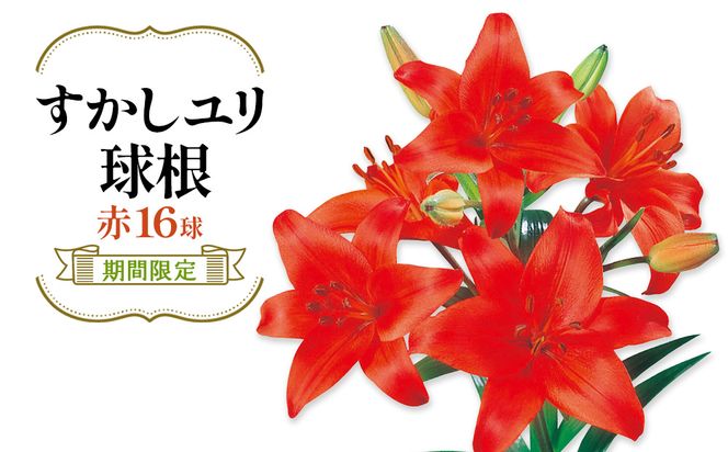 【期間限定】ユリ球根 すかしユリ 赤花16球 送料無料 赤 
