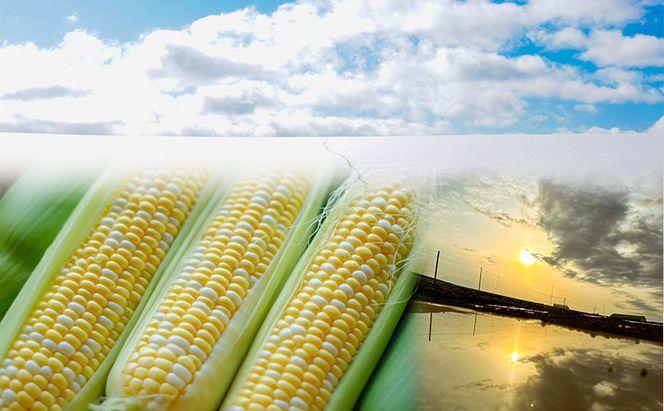 2026年発送 富良野産 生のまま食べれる！とうもろこし まっくコーン　22本　北海道 富良野市 とうきび とうもろこし 旬 季節 ふらの 甘い コーン