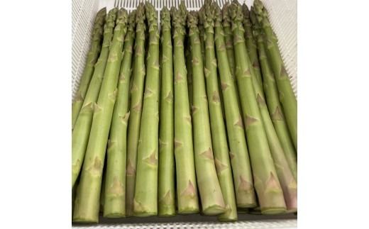 朝採り新鮮アスパラガス 500g【2Lサイズ】 | 野菜 アスパラガス グリーンアスパラ 旬 とれたて 春野菜 春 朝採り 朝採れ とれたて 新鮮 みずみずしい サラダ 甘い お取り寄せ 産地直送 冷蔵 岐阜県 瑞穂市