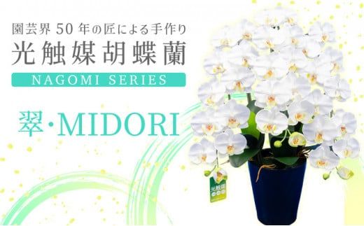 光触媒胡蝶蘭「翠(みどり)」白黄 E-278