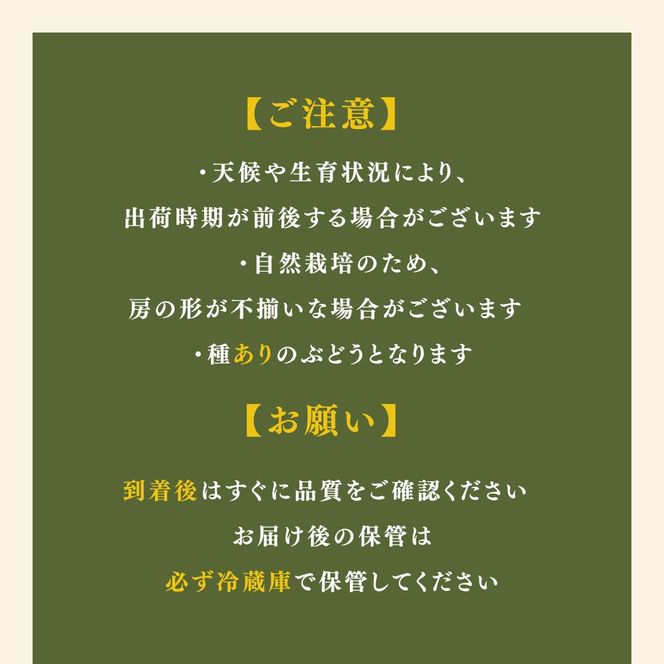 【2026年9月～発送】種あり巨峰 約2kg 安心安全 こだわりの栽培方法 除草剤不使用 栽培期間中 ネオニコチノイド系農薬不使用 化学合成肥料不使用 