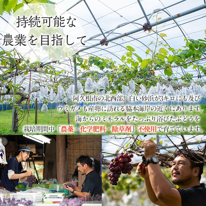 ＜先行予約受付中！2026年8月中旬以降順次発送予定＞鹿児島県産 巨峰(約1.4kg・3～4房) 国産 ぶどう ブドウ 葡萄 果物 フルーツ セット 期間限定 数量限定【落合ぶどう園】akn025-01