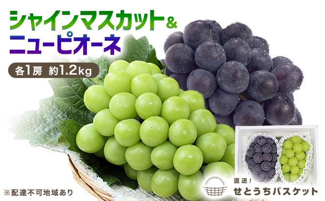 ぶどう 2026年 先行予約 シャインマスカット ＆ ニュー ピオーネ 各1房 約1.2kg ブドウ 葡萄 岡山県産 国産 フルーツ 果物 直送！せとうちバスケット