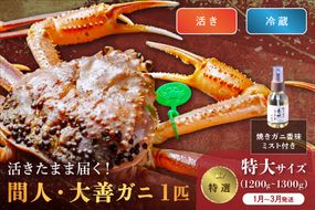 【蟹の匠 魚政】京丹後市産 活きたまま届く！　間人ガニ大善ガニ 特撰 特大サイズ（1200～1300g) 1匹　香味ミスト付き(1月～3月発送）　UO01407