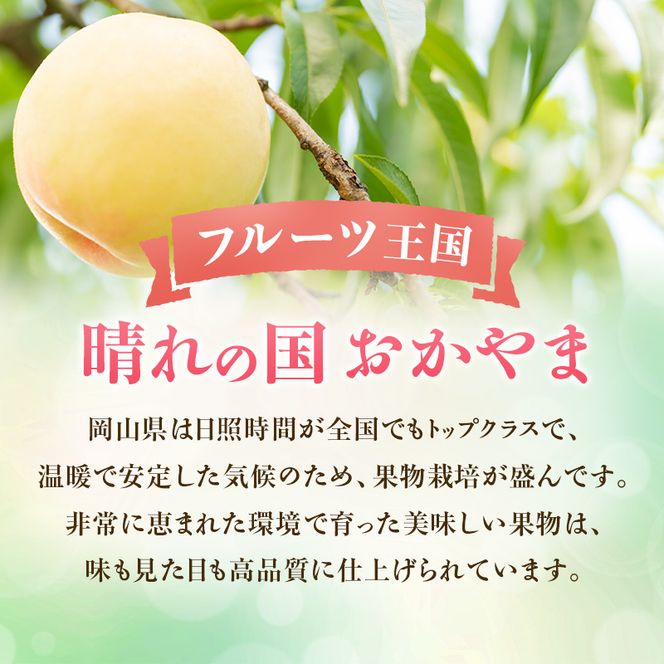 【2026年先行受付】 白桃 岡山 秀品 大玉 約4kg(8～15玉) 岡山県産 桃 もも モモ 御中元 ギフト 御礼 プレゼント 御礼 御祝 御供 果物 くだもの フルーツ