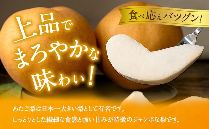 梨 2026年 先行予約 あたご梨 2玉 (1玉 約720g) 化粧箱 【11月下旬～12月中旬頃発送】ナシ なし 岡山県産 国産 フルーツ 果物 ギフト 石原果樹園 愛宕梨 日本一大きい梨 