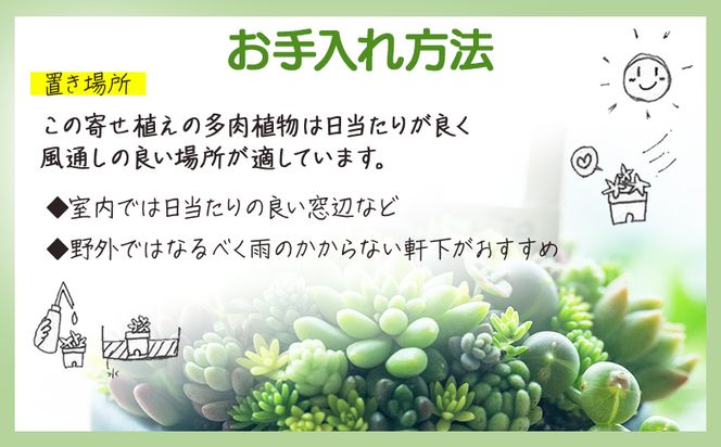 多肉植物の寄せ植え Mサイズ - 鉢植え インテリア ガーデニング おしゃれ グリーン プレゼント 観葉植物 多肉 植物 寄せ植え かわいい お楽しみ 自然 PUKUTTO 高知県 香南市 pk-0005