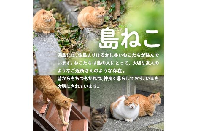 深島の猫へ寄付と深島猫グッズ (Bプラン・計5種) 猫 ネコ ねこ 寄附 カレンダー タオル  大分県 佐伯市【EK10】【でぃーぷまりん】