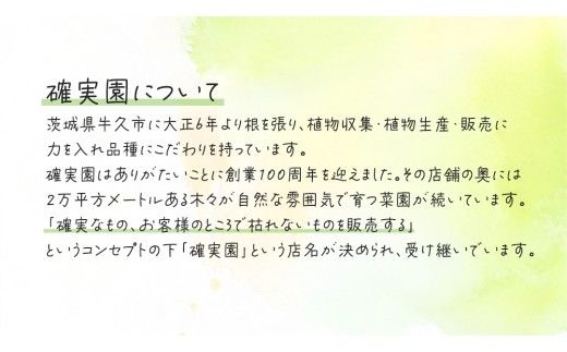 【 確実園 オリジナル 】 寄せ植え DX （おまかせ1点） ガーデニング 花 はな フラワー 鉢 鉢植え [BG010us]