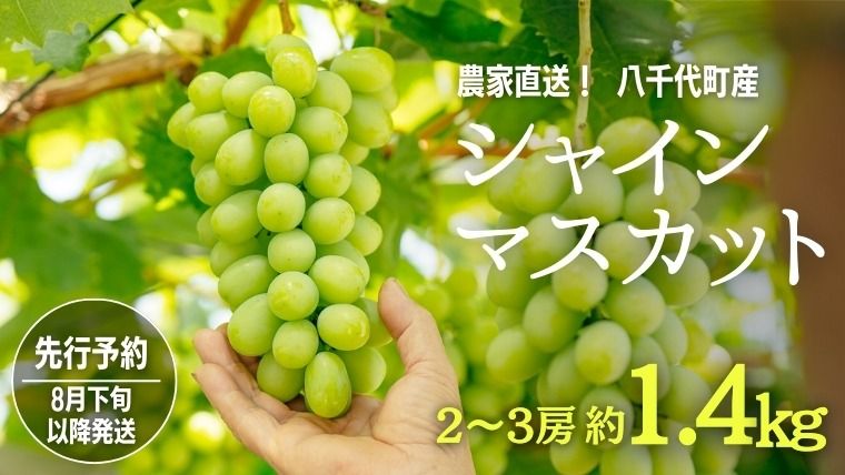 [ 先行予約 2026年8月下旬以降発送 ] 農家直送 ! 八千代町産 シャインマスカット 約 1.4kg ( 2〜3房 ) マスカット フルーツ 果物 ぶどう ブドウ 葡萄 フルーツ ふるさと納税 [AJ003ya]