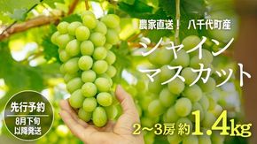 【 先行予約 2026年8月下旬以降発送 】 農家直送 ! 八千代町産 シャインマスカット 約 1.4kg （ 2～3房 ） マスカット フルーツ 果物 ぶどう ブドウ 葡萄 フルーツ ふるさと納税 [AJ003ya]