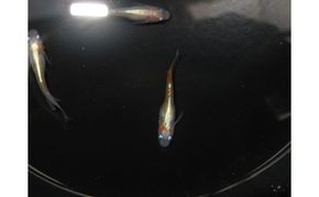 メダカ リンカ紅白体外光 めだか 魚 観賞魚 観賞用 飼育 ペット 淡水 生体 生物 西正ナチュラルライフ 嵐山町 埼玉県
