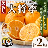 ＜先行予約受付中！2027年3月下旬以降順次発送予定＞ 数量限定！訳あり・ご家庭用！おおの果樹園の「大将季」(計2kg) 訳あり 訳アリ 果物 フルーツ 果実 柑橘 露地栽培 無加温 みかん 期間限定 家庭用 自宅用 【おおの果樹園】akn087-01