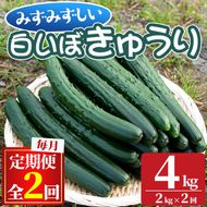 【0152702b】＜定期便・全2回＞名産地の農家直送！みずみずしい白いぼきゅうり(計4g・2kg×2回) 野菜 やさい 旬 新鮮 サラダ キュウリ 胡瓜【吉ヶ崎農園】