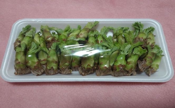 春を先どり　果汁たっぷりジューシーなタラの芽　500g
