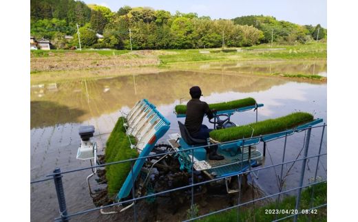 令和7年産 むなかた産 米 ぴかまる 10kg【みきふぁーむ】_HA1544