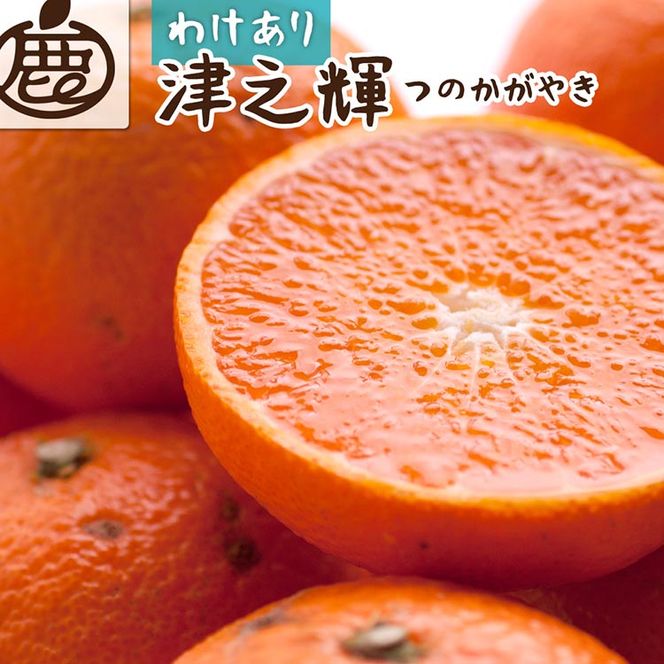 ＜2月より発送＞家庭用 津之輝1kg+250g（傷み補償分）つのかがやき｜わけあり・訳あり【光センサー選別】 ｜ 柑橘 フルーツ 果物 濃厚 春 旬 和歌山 先行予約 選べる 国産 美浜町