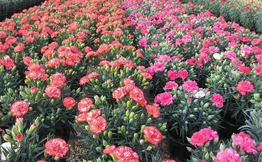 カーネーション10号キサラギ鉢（30cm） F4N-1397