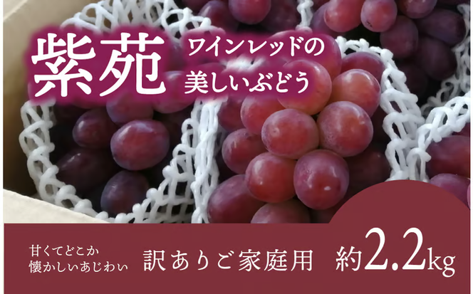 【2026年先行予約】訳ありご家庭用 紫苑(しえん)/ 約2.2kg (岡山県産) 【KF-B085-03】