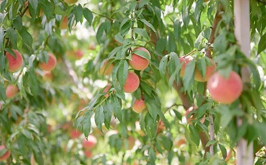 FYN6-073 ≪2026年先行予約≫ ご家庭用 山形県産 品種おまかせ 白桃 約3kg（6～11玉） 2026年8月中旬から順次発送 柔らかくなる桃 はくとう 桃 もも モモ 果物 くだもの 夏果実 フルーツ 訳あり 農業者支援 家庭用 自宅用 産地直送 山形県 西川町 月山