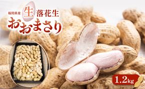 落花生 福岡県産 生落花生 おおまさり 1.2kg  ※配送不可:離島