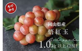 【2026年先行予約】 厳選 岡山県産 悟紅玉 1.0㎏以上 2房 旧ゴルビー / 産地直送 朝採れ ぶどう 葡萄 先行予約 くだもの フルーツ 真庭市 【kgftmt006-02】