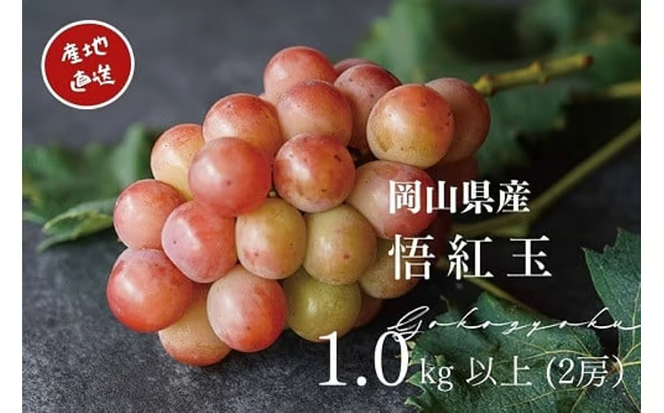 【2026年先行予約】 厳選 岡山県産 悟紅玉 1.0㎏以上 2房 旧ゴルビー / 産地直送 朝採れ ぶどう 葡萄 先行予約 くだもの フルーツ 真庭市 【kgftmt006-02】
