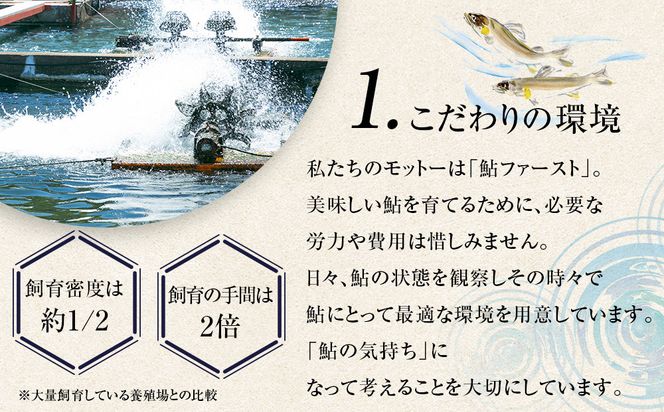 若あゆ（冷蔵配送）1kg（10尾～15尾）OGATA養殖技術研究所 南紀白浜 304018_FA01