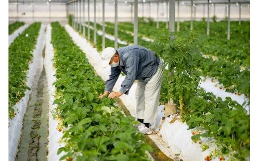 いちご 苺 イチゴ 紅ほっぺ さがほのか 高知県産 【先行予約】 いちご 紅ほっぺ さがほのか 約 1kg ( 約 250g × 4パック ) 【2026年12月～発送予定】 果物 フルーツ イチゴ 苺 小分け パック 期間限定 季節限定 数量限定 旬 高知県産 高知県安芸市 大粒 新鮮 海洋深層水 農家直送 贈答用 ギフト プレゼント 人気 通販 お取り寄せ 特産品 安芸市 高知県