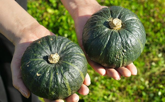 かぼちゃ 厚岸ハスカ 坊ちゃんかぼちゃ 約8kg（10～11個入り） 【厚岸ハスカ】[ 野菜 味が濃い 甘い 北海道産 北海道産 南瓜 パンプキン ]