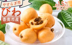 びわ ３パック 約1500ｇ （1パックあたり10～15個入） 香南市産 - 国産 香南市産 フルーツ 果物 果実 青果 ビワ 枇杷 山の幸 山の恵み 甘い やすらぎ市 高知県 香南市 yr-0116