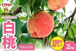 2026年産 【訳あり】白桃（柔らかめ） 2kg 山形県 東根市 hi082-051