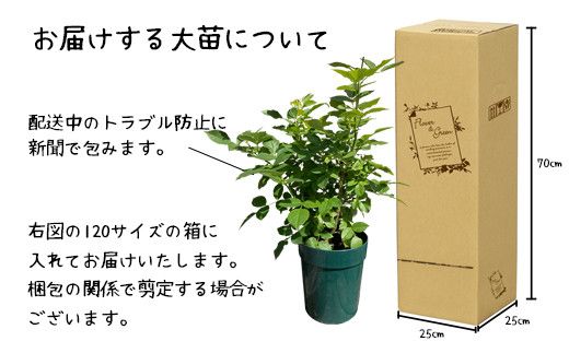 花巻温泉バラ園で育った「バラ大苗」7号サイズ -白- 【1662】